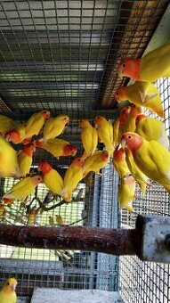 Agapornis ružohrdly - 1