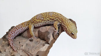 Gekončík noční - letošní mláďata