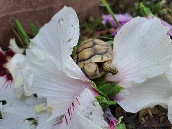 Suchozemské želvy, terária