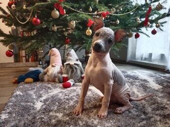 Americký bezsrstý teriér- PP(FCI)