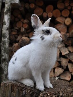 Králičí holčička