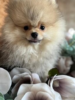 Pomeranian s p.p