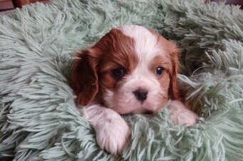 kavalír  king charles španěl s PP