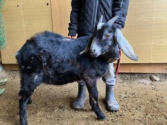 Podílový AN kozlík