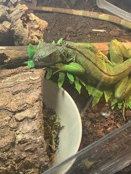 Prodám mládě leguána zeleného