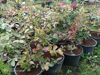 Borůvky kanadské v 12 litrovém květníku