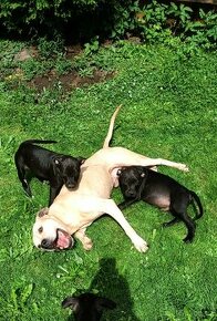 Nabízím Pitbulla s PP APBT na krytí.