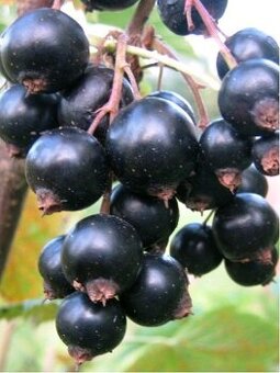 3 sazenice Černý rybíz