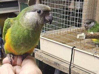 Papoušek Senegalský 2,2 - 2026 dokrmená mláďata