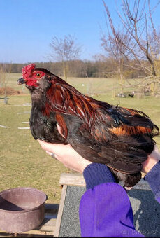 Roční kohout Araukany