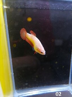 Betta Splendens - Betta bojovnice (Samice 02)