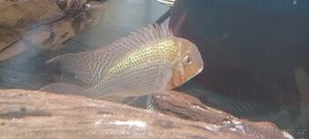 Geophagus altifrons - 1