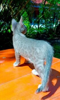 Bengálský vzácný Blue Smoke Melanistic kocourek/kotě s PP