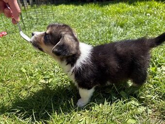 Welsh Corgi Pembroke - 1