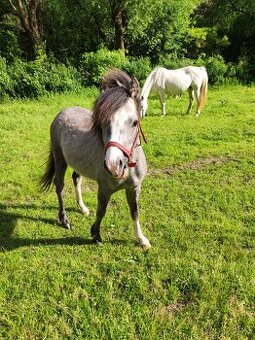 Welsh mountain pony sekce A - klisna