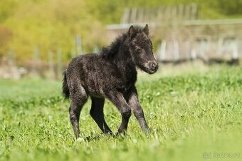 shetland pony s PP - 1