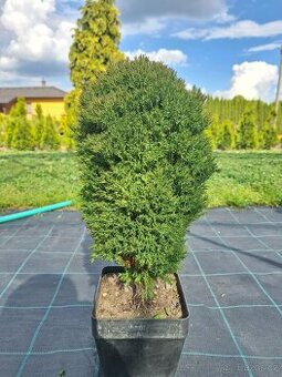 Thuje occidentalis Teddy - 1