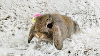 Zakrslý beránek, králík, králíček - MEDA