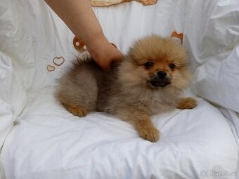 POMERANIAN - 1