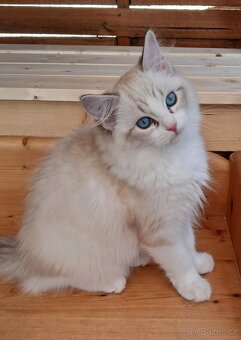 Kočičky ragdoll s PP