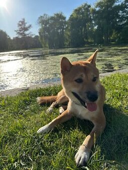 Shiba Inu