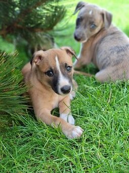 vipet/whippet štěňátka