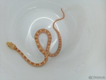 Užovka černá - Albino