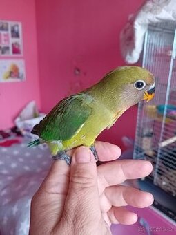 Agapornis
