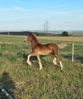 Odznakový hřebeček Welsh cob