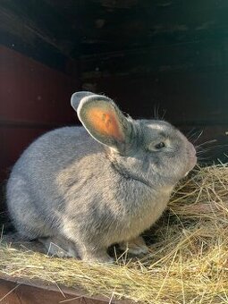 Králíci  3 samice a 4 samci 8 měsíců