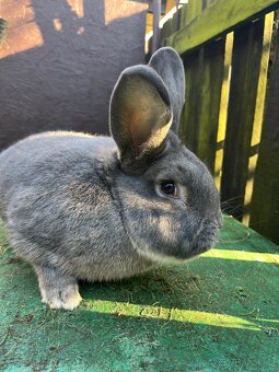 Králíci 3 samice a 4 samci 8 měsíců