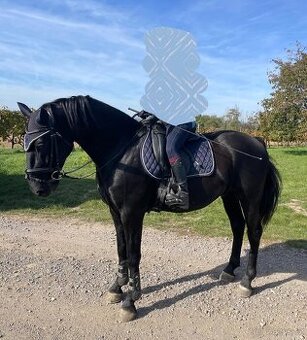 Starokladrubský valach na predaj