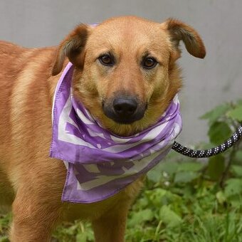 Bernarda – opatrná, citlivá fena, která potřebuje trpělivou