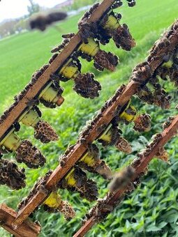 Včelí oddělky Buckfast 2026