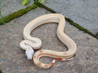 Boa imperator - Normal a Hypo 66% het Sterling VPI