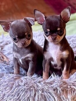 Čivava štěňátka krátkosrstá