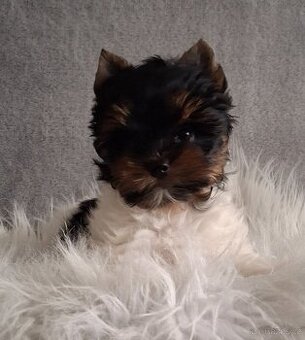 Biewer jorksirsky teriér s PP