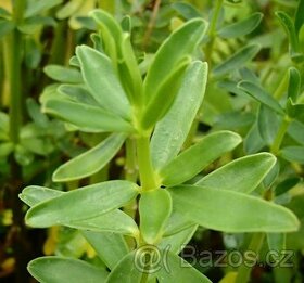 Pepřinec skořicový - Peperomia inaequalifolia - rostlina