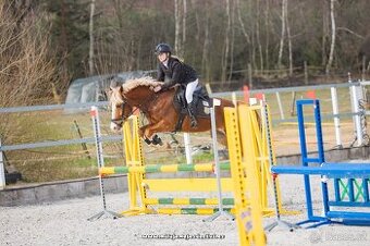 Pony do sportu kat. B KVH 148 cm
