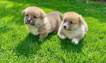 Šteniatka Welsh corgi pembroke