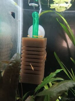 Krevetky Yellow neon stripe