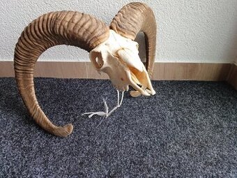Muflon trofej (rohy; toulce) 70 cm