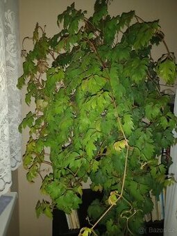 Pnoucí rostlina Císus, Žumen