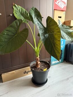 Alocasia macrorrhiza - 1 meter, obrovské listy - 1