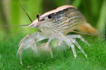 Filtrující krevety 3ks Molucká 3-4 cm - Atyopsis moluccensis