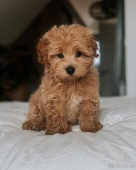 Maltipoo