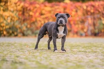 Krytí staffordširský bullteriér