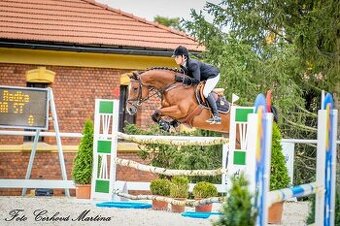 Kompletní chovný a sportovní balíček (7 koní)