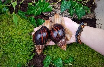 Africký šneci Lissachatina immaculata