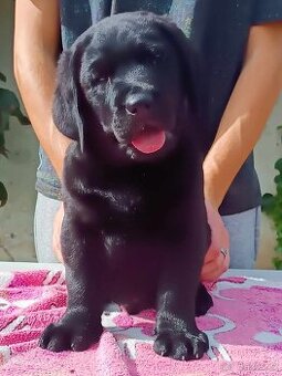 Labradorský retriever s PP